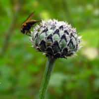 Просто муха. :: nadyasilyuk Вознюк