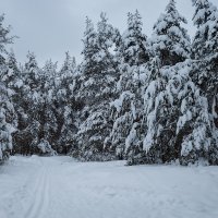 Пейзаж зимы :: Александр Синдерёв