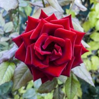 Бархатная  розза :: Валентин Семчишин