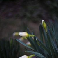 *** :: Яна Горбунова