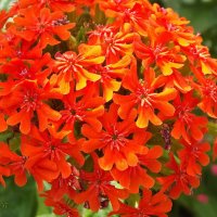 Лихнис :: Freddy 97