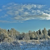 Зимний лес. :: евгений 