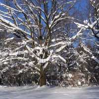 Мощь дуба зимой :: Анна Воробьева