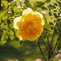 Зимние розы :: Светлана Тихонина