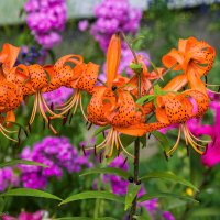 Тигровая красавица :: Николай Зиновьев