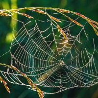 Ранее утро в окрестностях Ухты. Паутинка серебрится после тумана на солнышке :: Николай Зиновьев