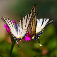 В танце :: Светлана Тихонина