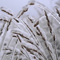 После "ледяного" дождя. :: Сергей Ц