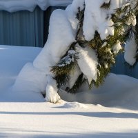 *** :: Анатолий. Chesnavik.