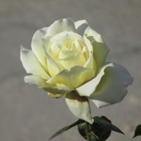 Розы... розы... :: viach Розы... розы... :: viach