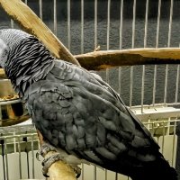 Попугай :: Михаил Столяров