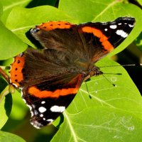 опять про бабочек...372 :: Александр Прокудин