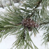 Сосна :: Сапсан 