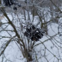 Изморозь :: Сапсан 