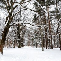 Зимний парк. :: Милешкин Владимир Алексеевич 