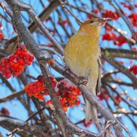 Щур в Смоленске :: Ольга Митрофанова