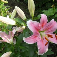 Нежная лилия :: Наталья *** Нежная лилия :: Наталья ***