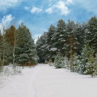 По тропинке в зимний лес :: Наталья ***