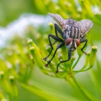 Летнее макро :: Владимир Лазарев