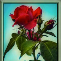 ЦВЕТ :: Владимир Кроливец