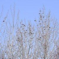 Дрозды прилетели :: Валерий Иванович