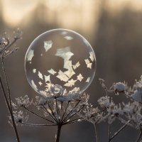 Пузырь :: Андрей Пристяжнюк