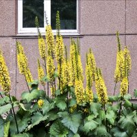 У дома под окном :: Валентина * У дома под окном :: Валентина *