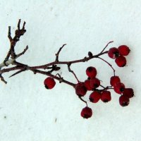 Ягоды на снегу. :: nadyasilyuk Вознюк