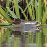 чирок свистунок :: юрий макаров