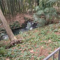 Сочинский дендрарий :: Serega SchütZ