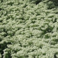 белоснежный июнь :: Елена Шаламова