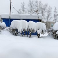 укрылись от холода :: Владимир 