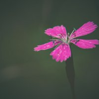 Гвоздика :: Sergei Vikulov