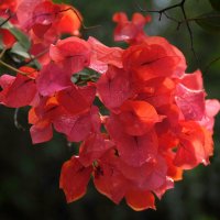 Бугенвиллеи :: Ирина С