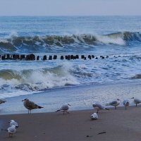 Чайки на море :: Рита Симонова