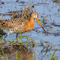 Большой веретенник :: Георгий Кулаковский Большой веретенник :: Георгий Кулаковский