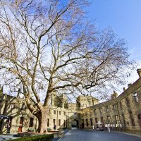 Платан :: Геннадий Валеев