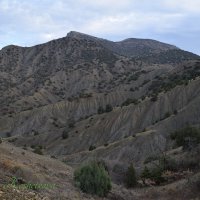 Природа Крыма :: Amazing Cosmea