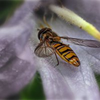 Маленький Мух :: AZ east3