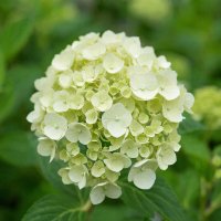 гортензия Аннабель гладкая :: МАРИЯ ПОПОВА
