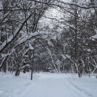 Морозный день :: Freddy 97