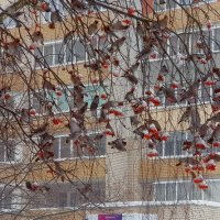 Налетела птичья стая -свиристели и дрозды :: Galina Solovova