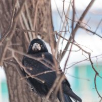 Чужие в городе :: Михаил К