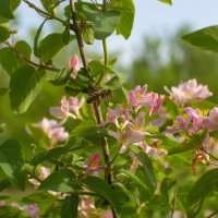 *** :: Александр. AVG100 ---