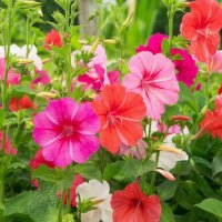 **** :: МАРИЯ ПОПОВА