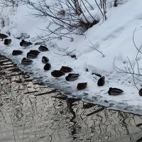 Круглогодичный утиный пляж. :: Игорь Солдаткин