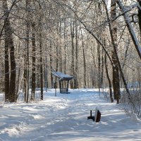 В зимнем парке. :: Татьяна Гнездилова