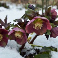 Морозник :: Надежда Куркина 