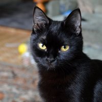 Маруся :: Надежда Куркина 