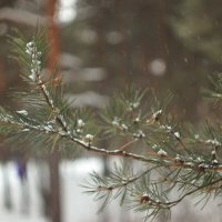 А снег идёт... :: Александр Николаев